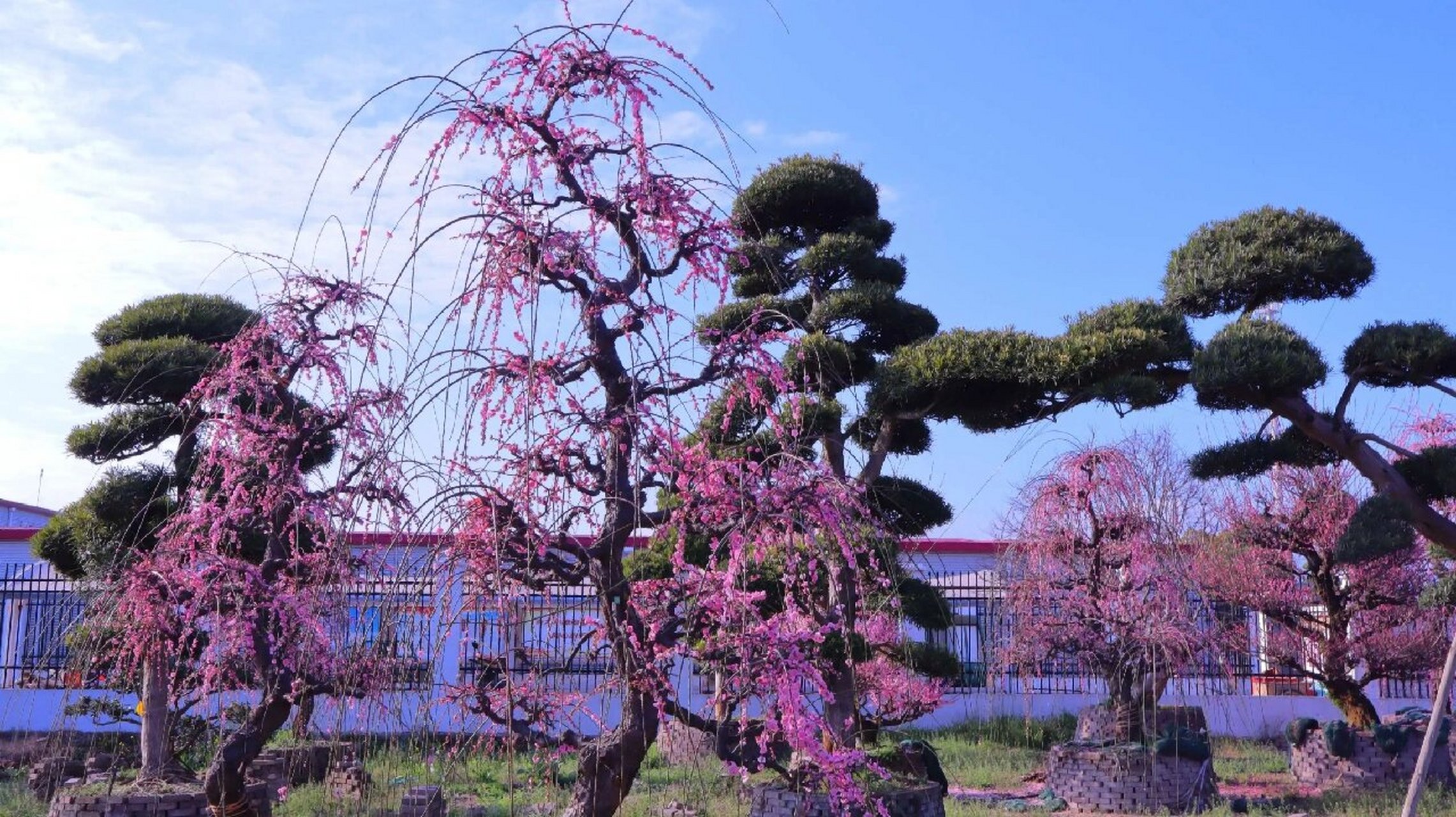主要品种有残雪垂枝,单碧垂枝,双碧垂枝,骨红垂枝锦红垂枝粉皮