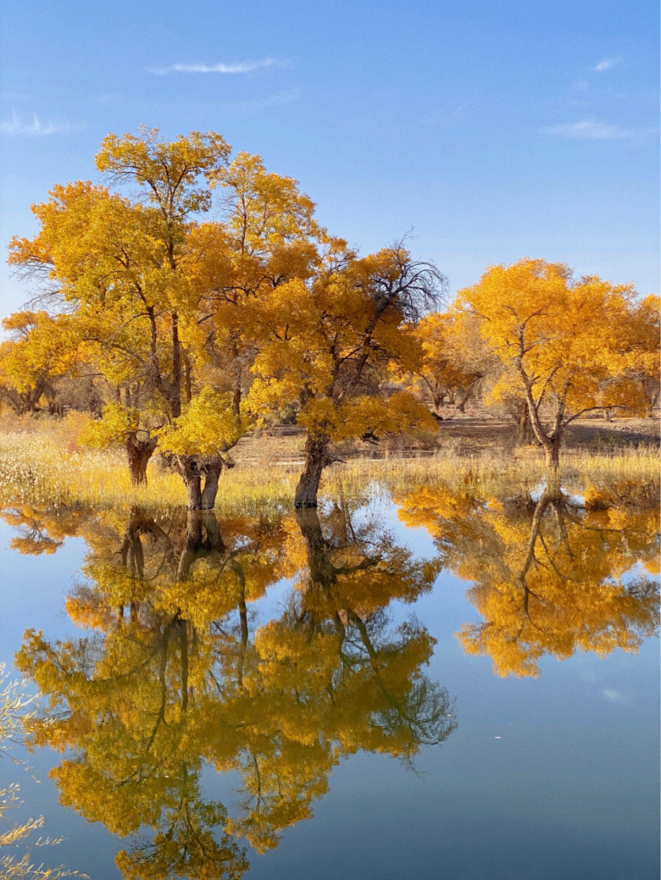 新疆喀什地区巴楚县 有原始胡杨林316万亩 是世界连片面积最大的天然