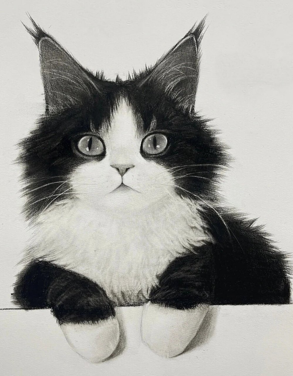 素描彩铅猫咪作品分享 一组萌宠猫咪作品分享!