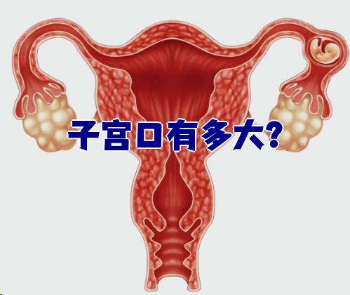 没生过孩子的女性,子宫口是圆形的;生过孩子的,子宫口会变成一字形