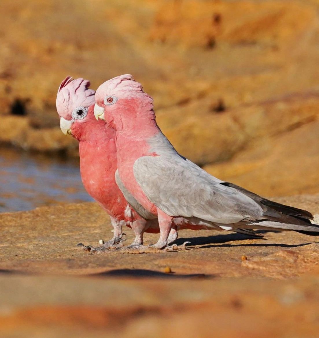 粉红凤头鹦鹉 又名:贾拉凤头鹦鹉,玫瑰胸凤头鹦鹉 	 尺寸: 35厘米(13.