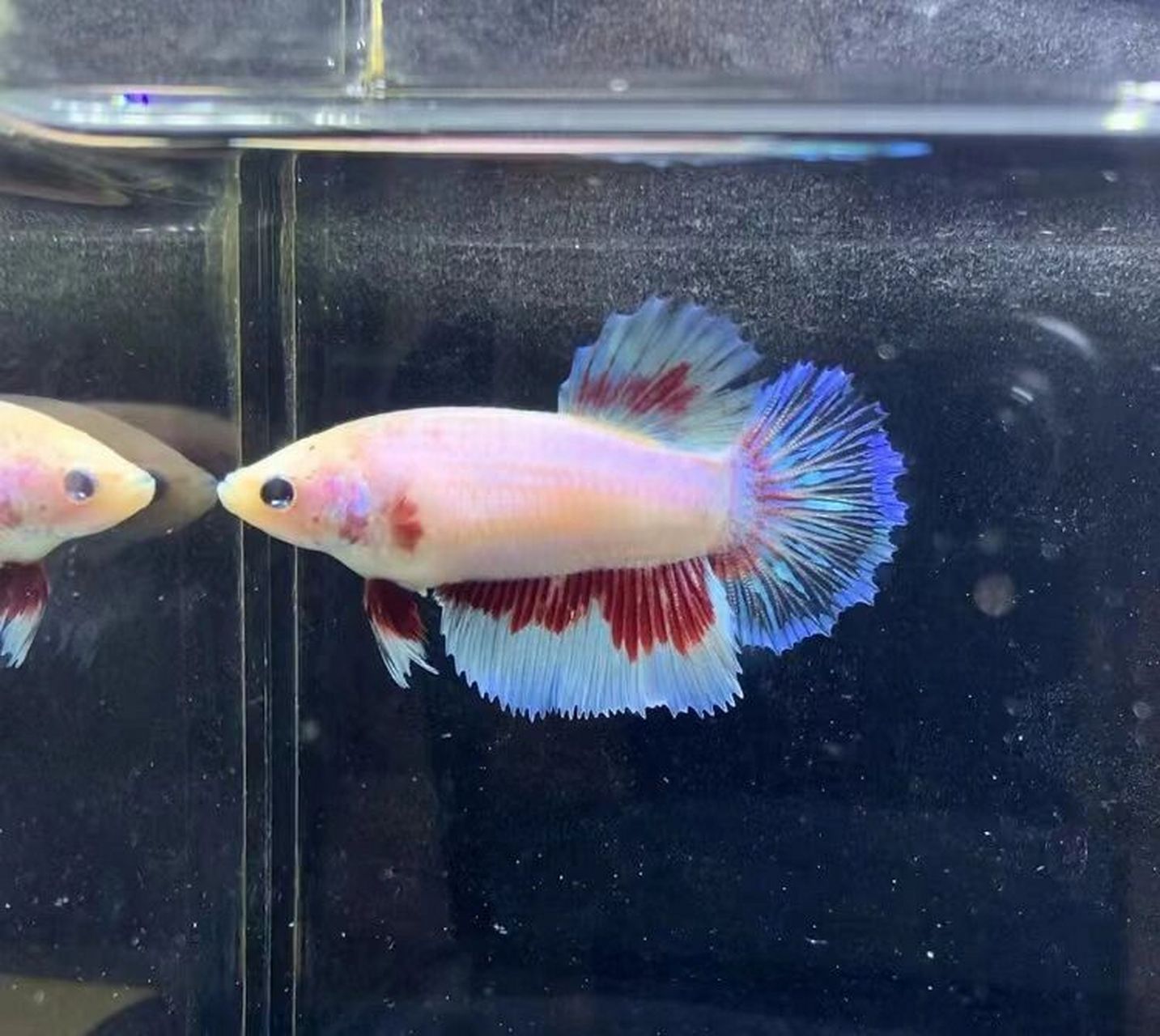 泰国斗鱼半月母鱼可以混养放在一起太香了7515 4cm左右的小母鱼