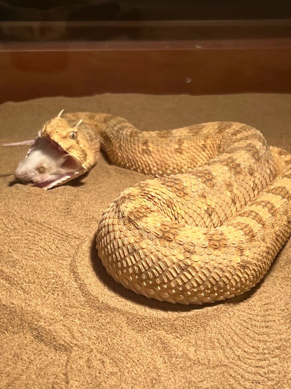 角蝰是一种生存于干燥沙漠地带的毒蛇 角蝰是一种生存于干燥沙漠地带