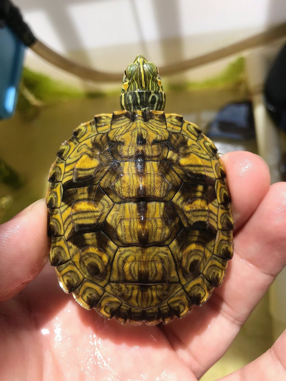 格兰德杂黄耳龟 巴西脸杂交,背甲卡尺6,26甲风水甲,一直冷水养,皮实