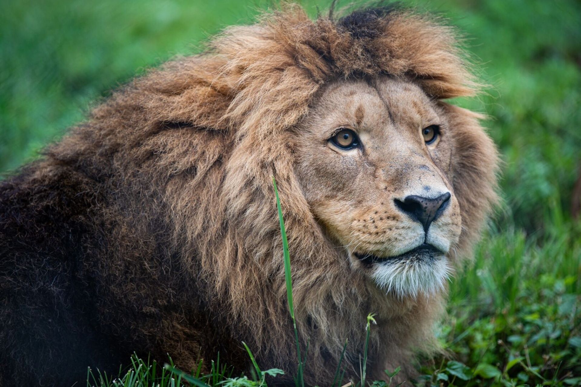 狮子|动物园也能拍出非洲大草原的感觉～ 0315:动物园拍狮子,只要