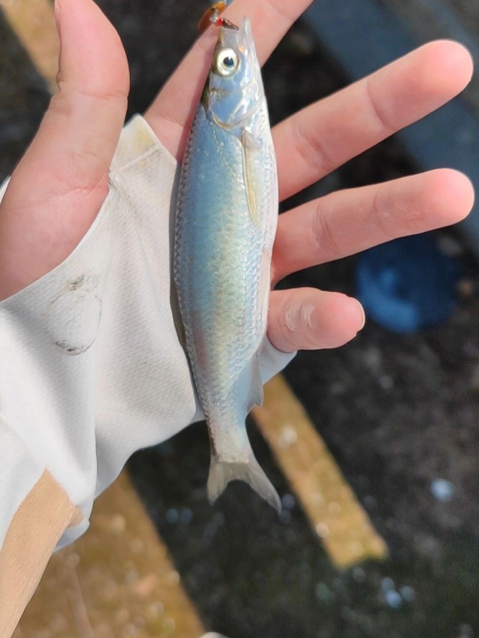 新手鱼种垂钓教学(五) 今天简单介绍一下白条的钓法,新手钓友看完不