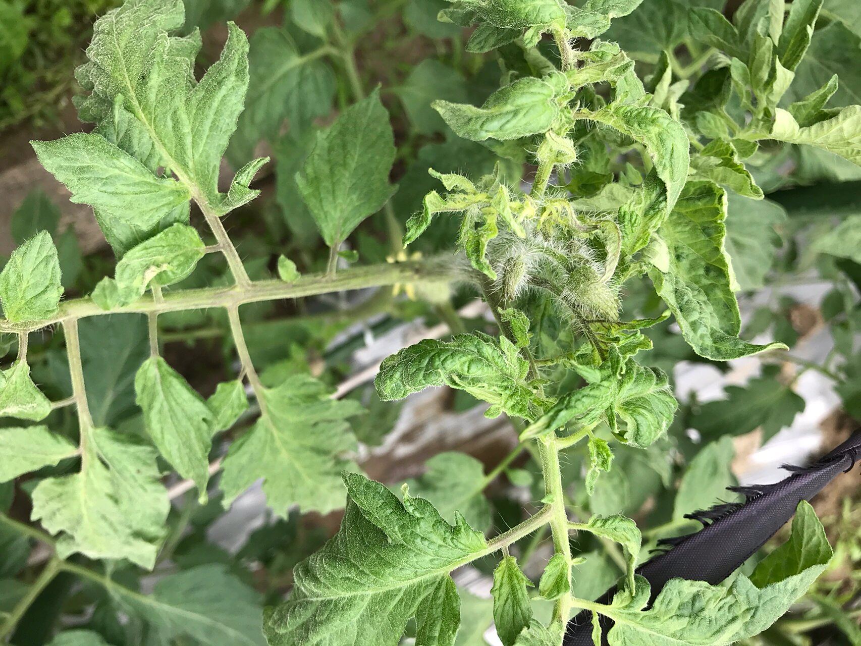 黄瓜花叶病毒病 图一图二新发现叶子不对,应该是花叶病毒病,特别明显