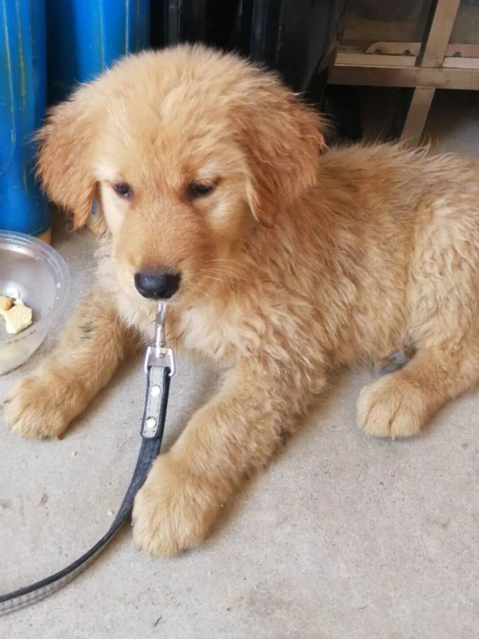 长大后的金毛串串 还有一个多月就满一岁啦,从小就喜欢板鸭躺的狗狗