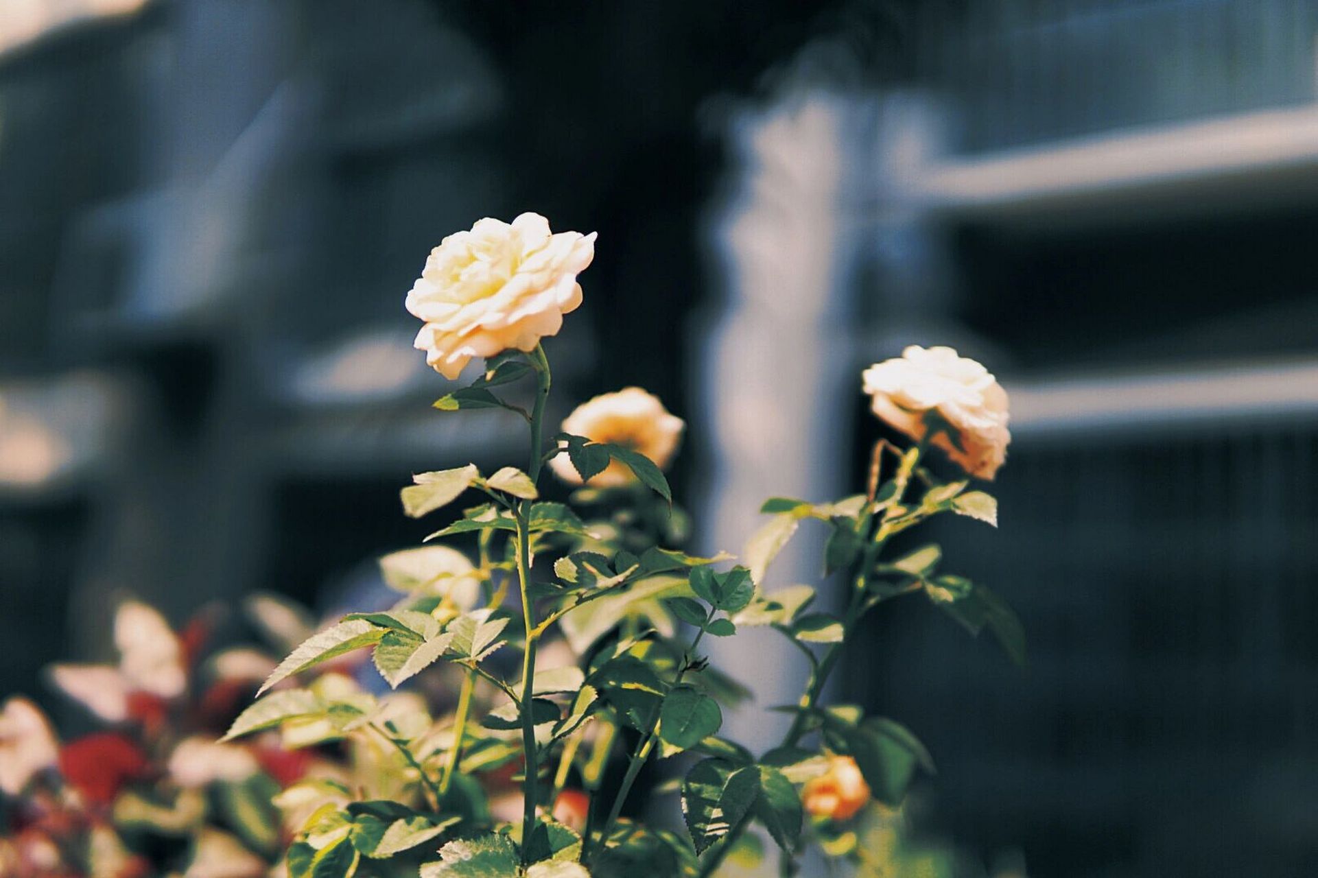 7415调色app:黄油相机 7415滤镜:余热 7515曝光-11