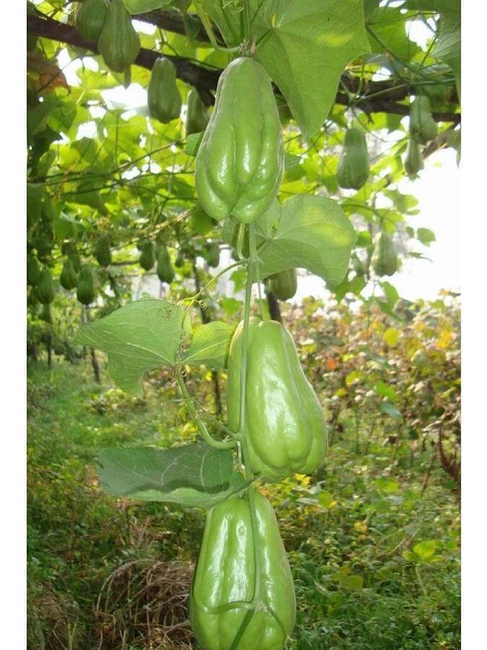 有没有人爱吃窝瓜的?