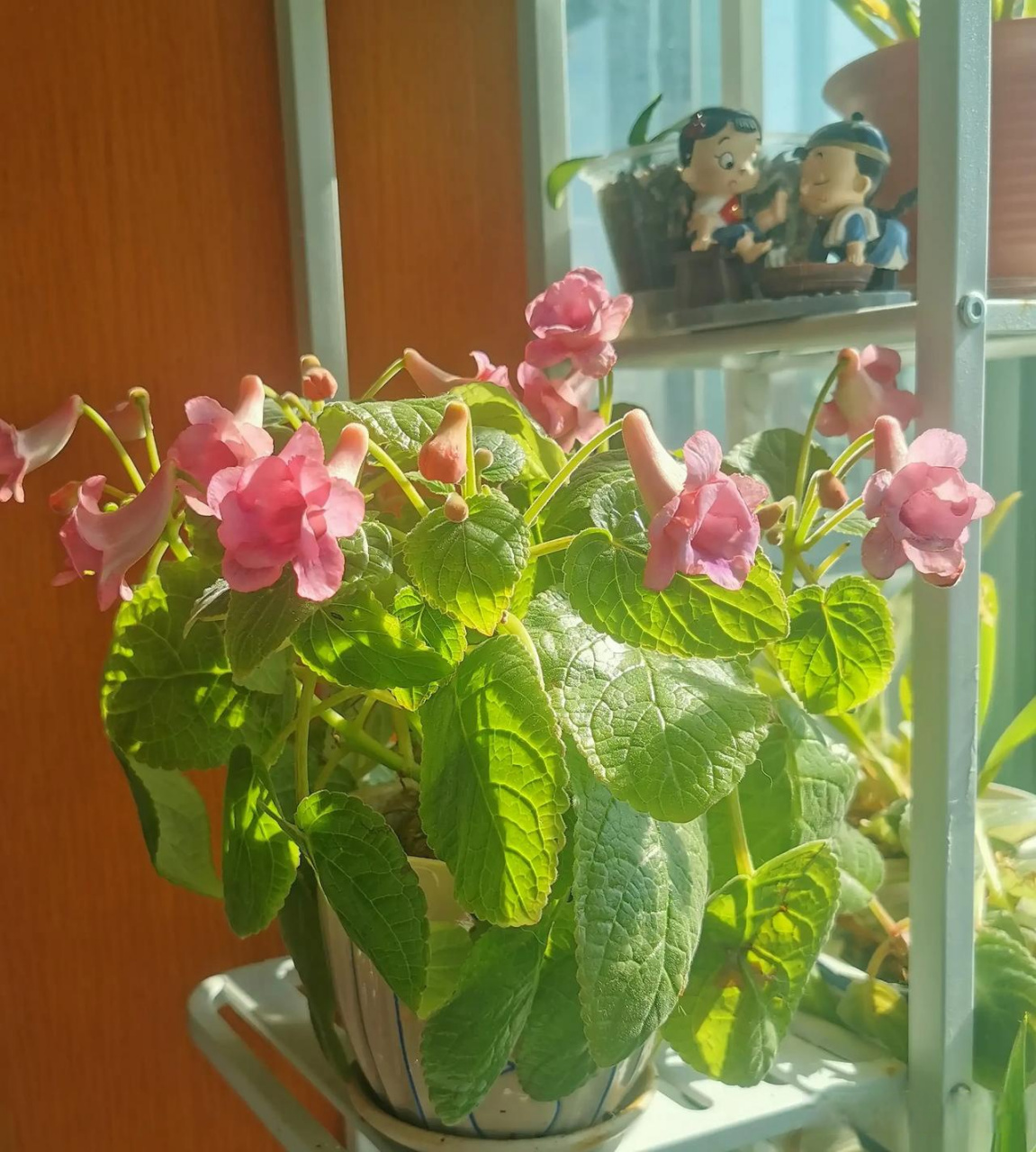 苦苣苔科的套筒花,真是开花机器,6月份修剪后,8月中旬又开花了,一直开