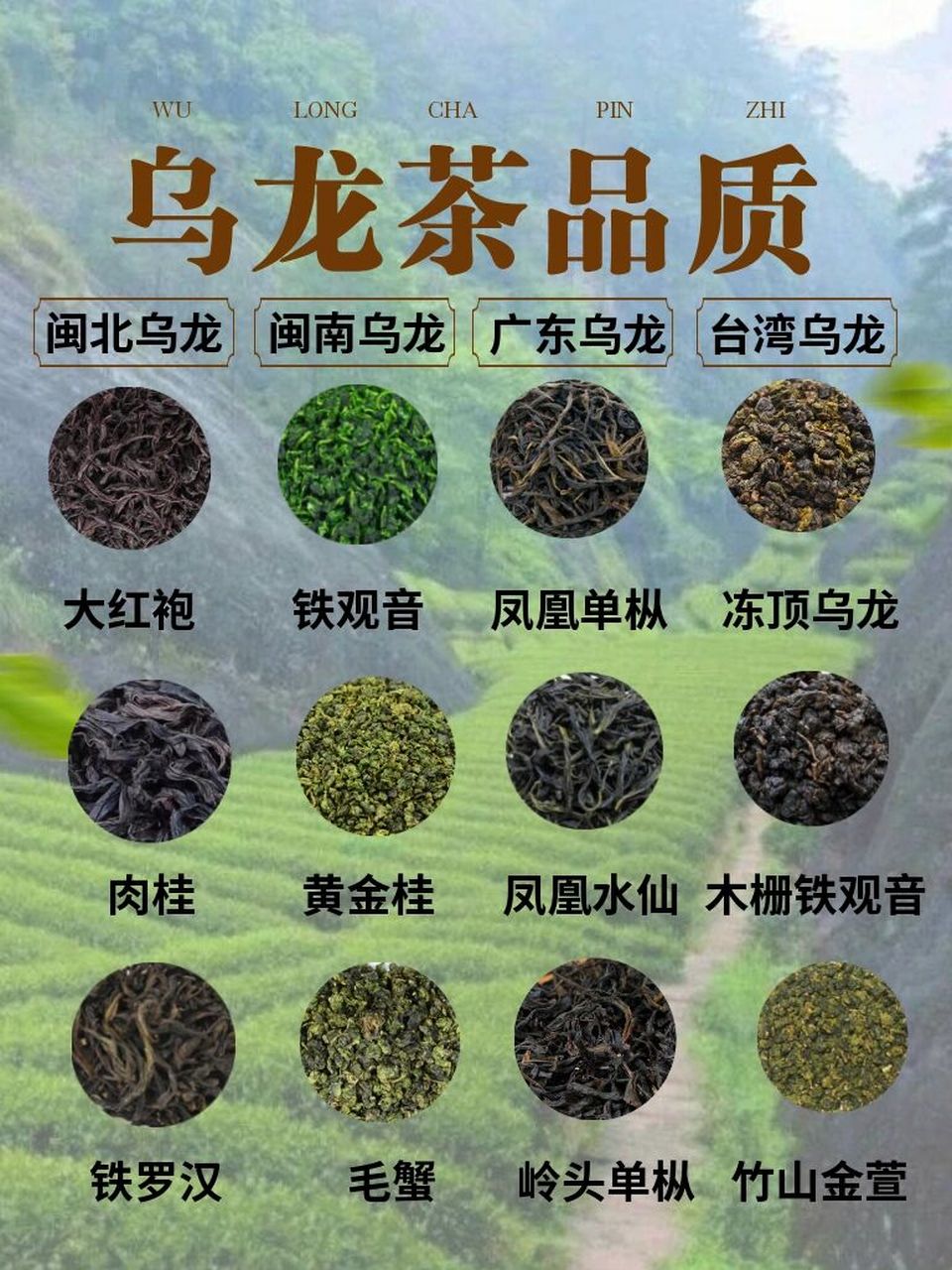 图解乌龙茶的区别919595 乌龙茶的品质介于红茶和绿茶之间,其