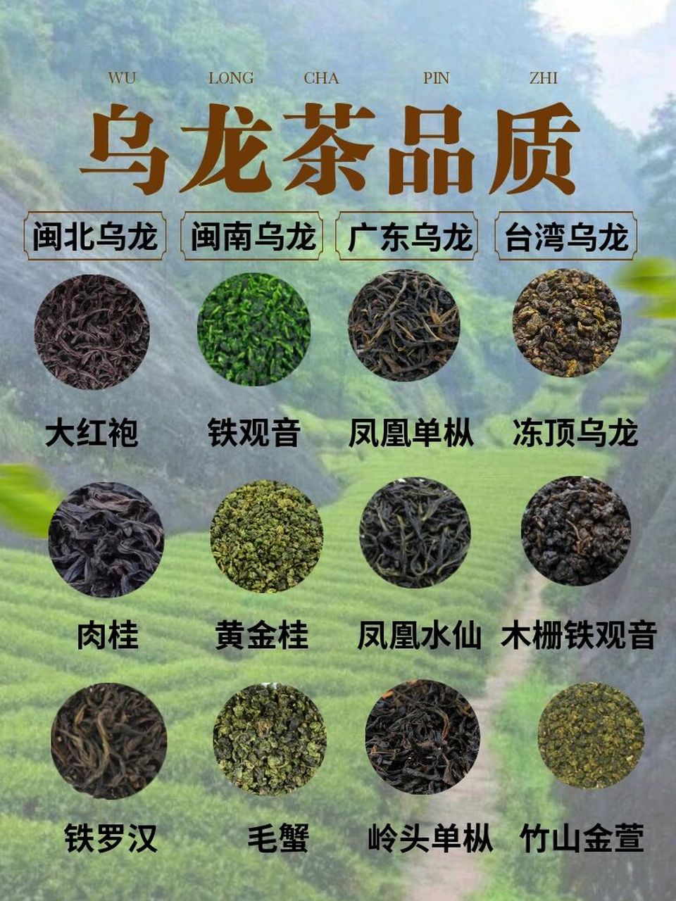 茶的种类图片和介绍图片