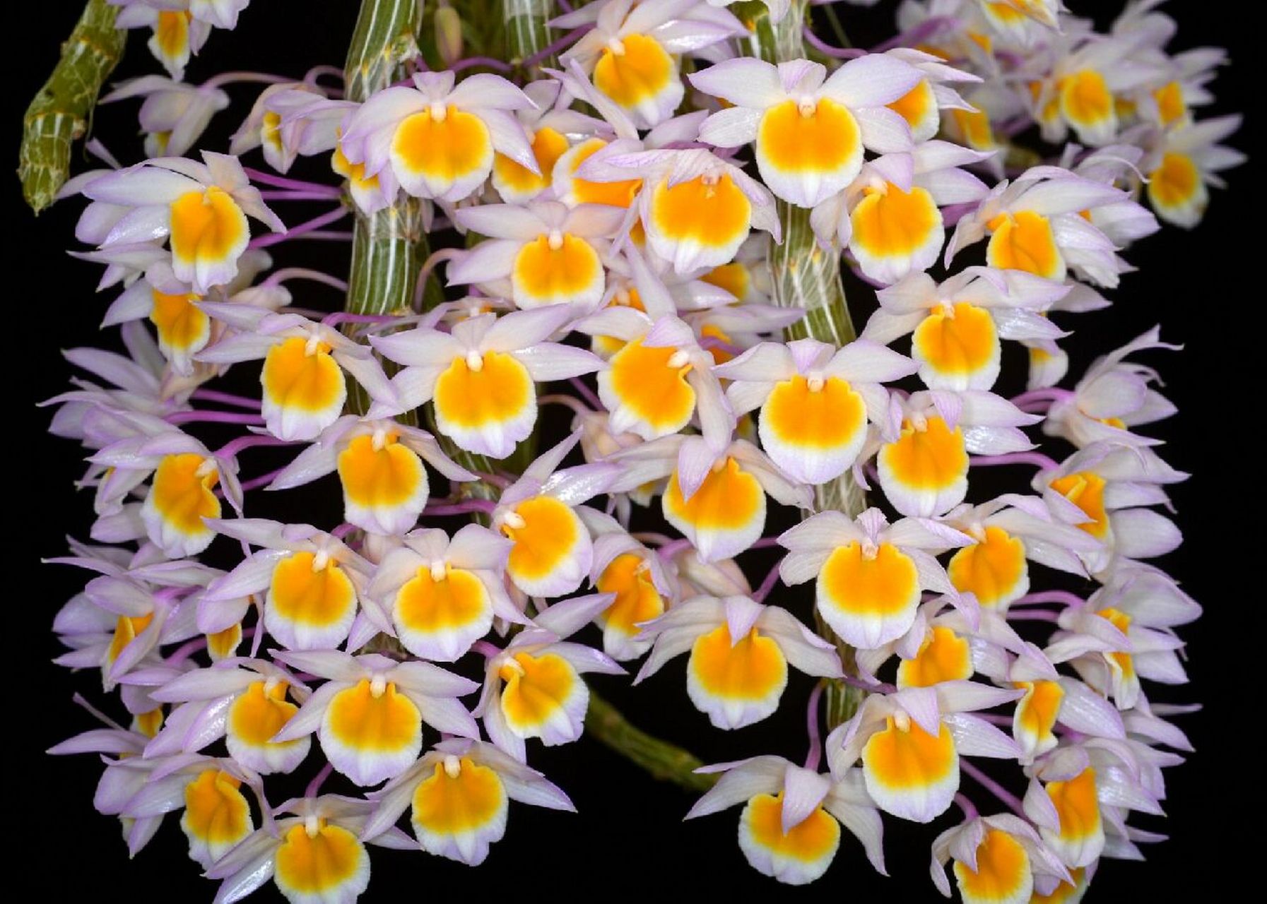 玫瑰石斛 18.玫瑰石斛den.crepidatum分布于云南.