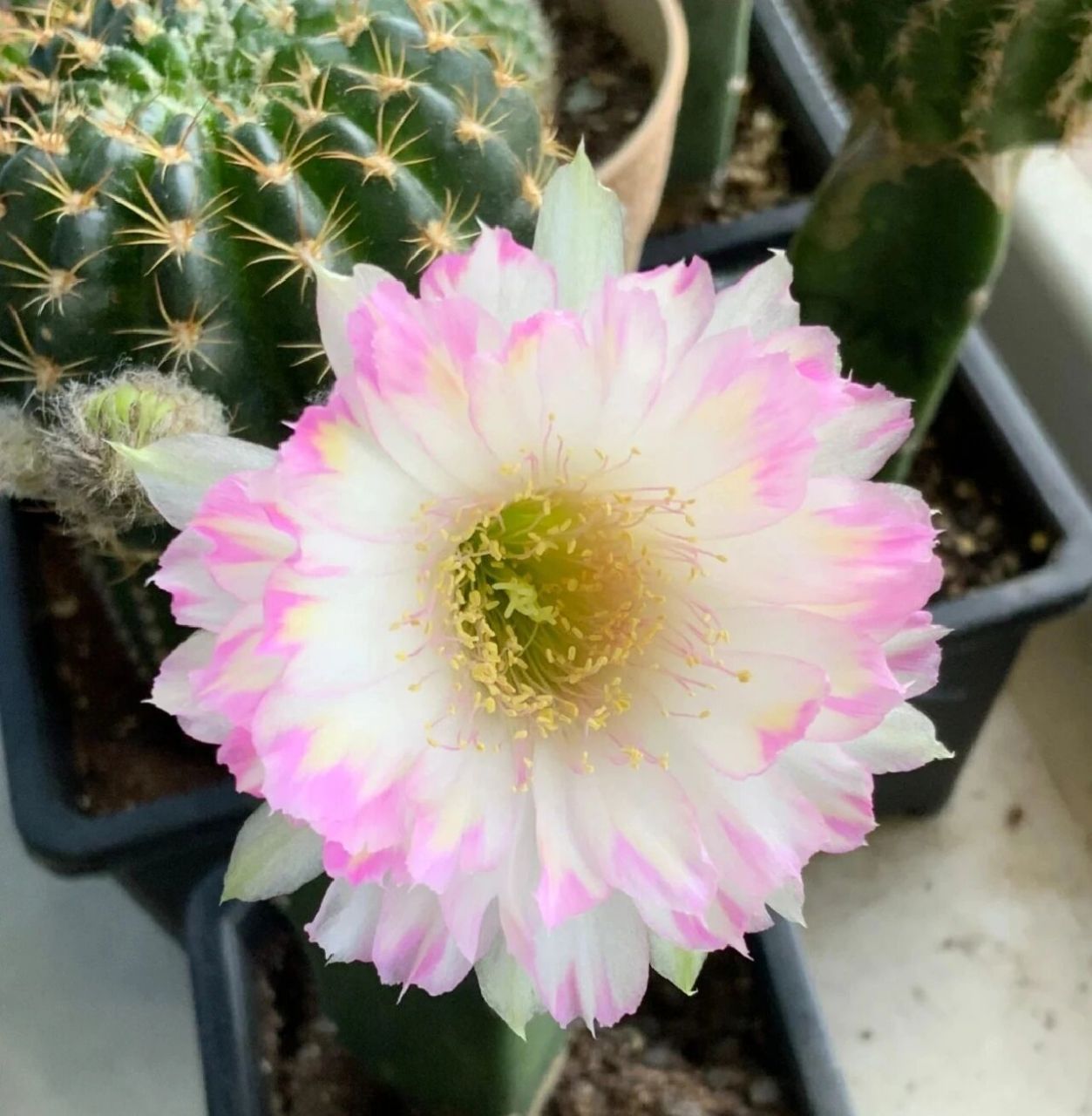 仙人球年中大盘点 仅包含丽花属仙人球,这半年收获满满,均为实开图.