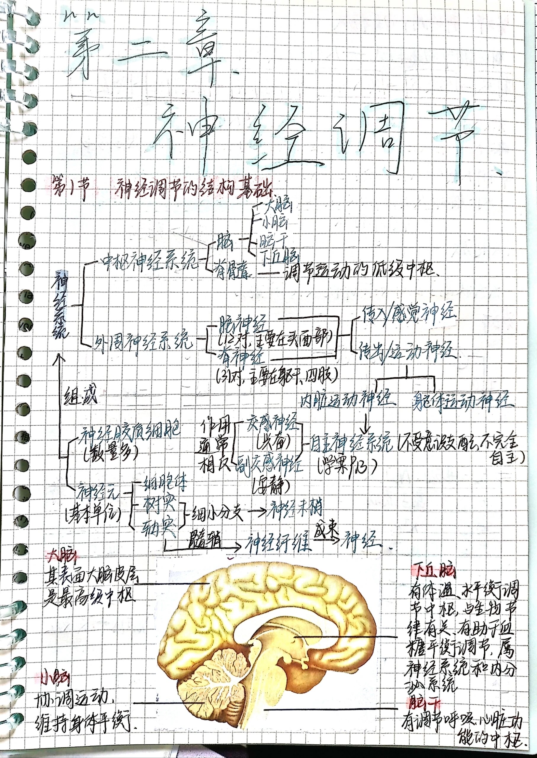 高中生物选修一第二章思维导图来啦