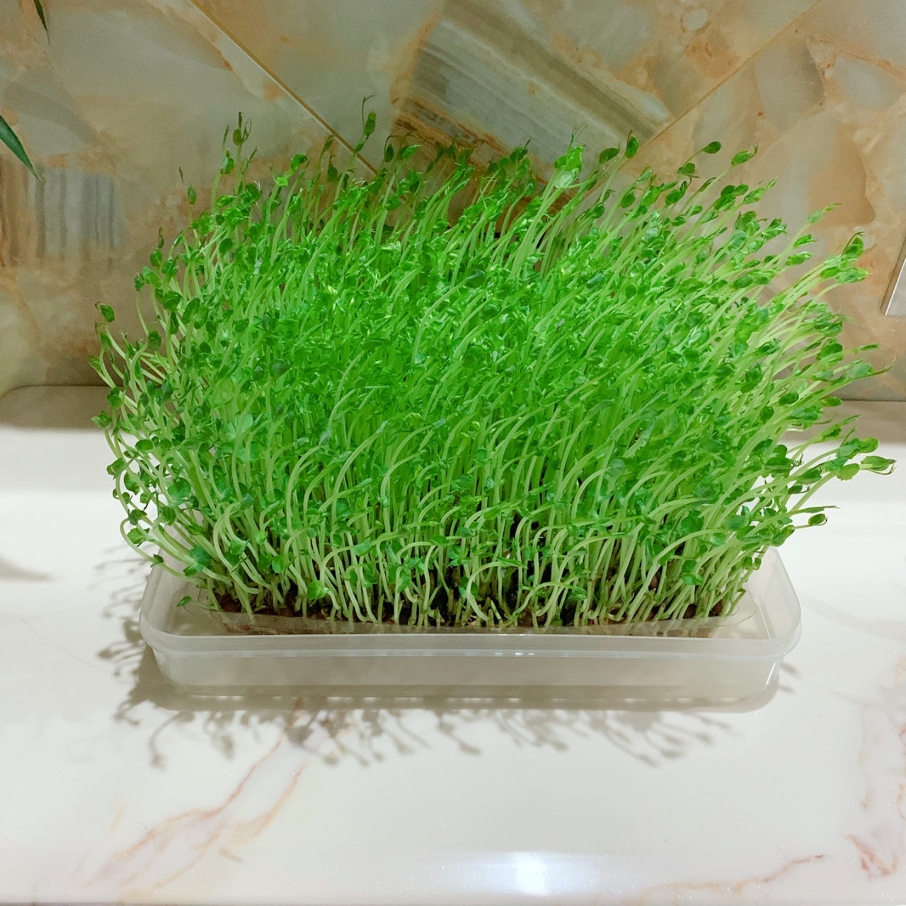 海底捞活体水培豆苗二次成长历程 上周末去海底捞点了一份活体豆苗,那