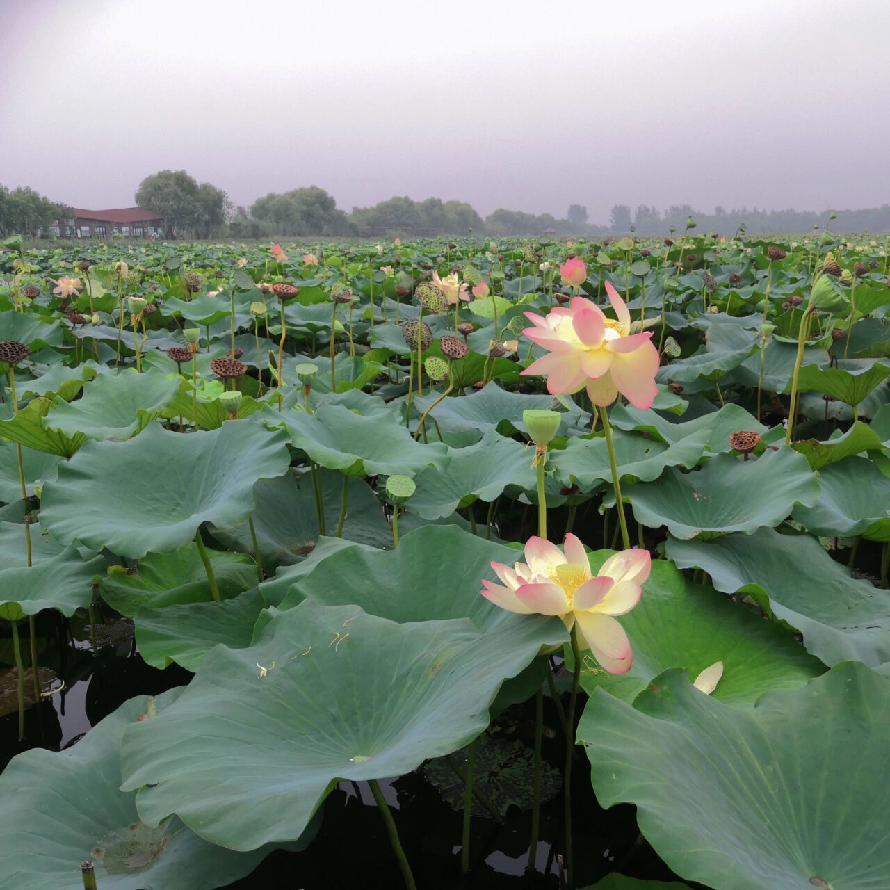 一日游 7715早上10点从田家庵开车07上高速到焦岗湖景区1h 很近