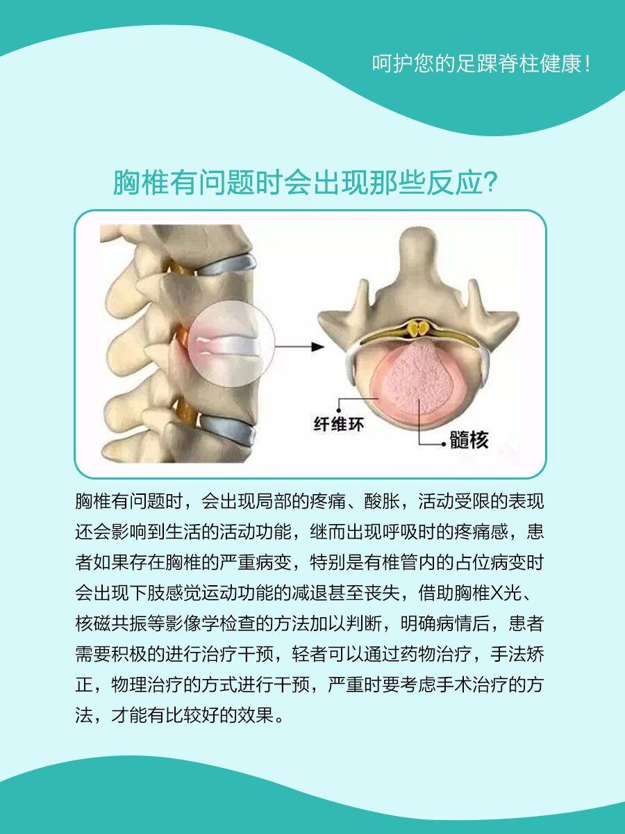 胸椎的结构图和名称图片