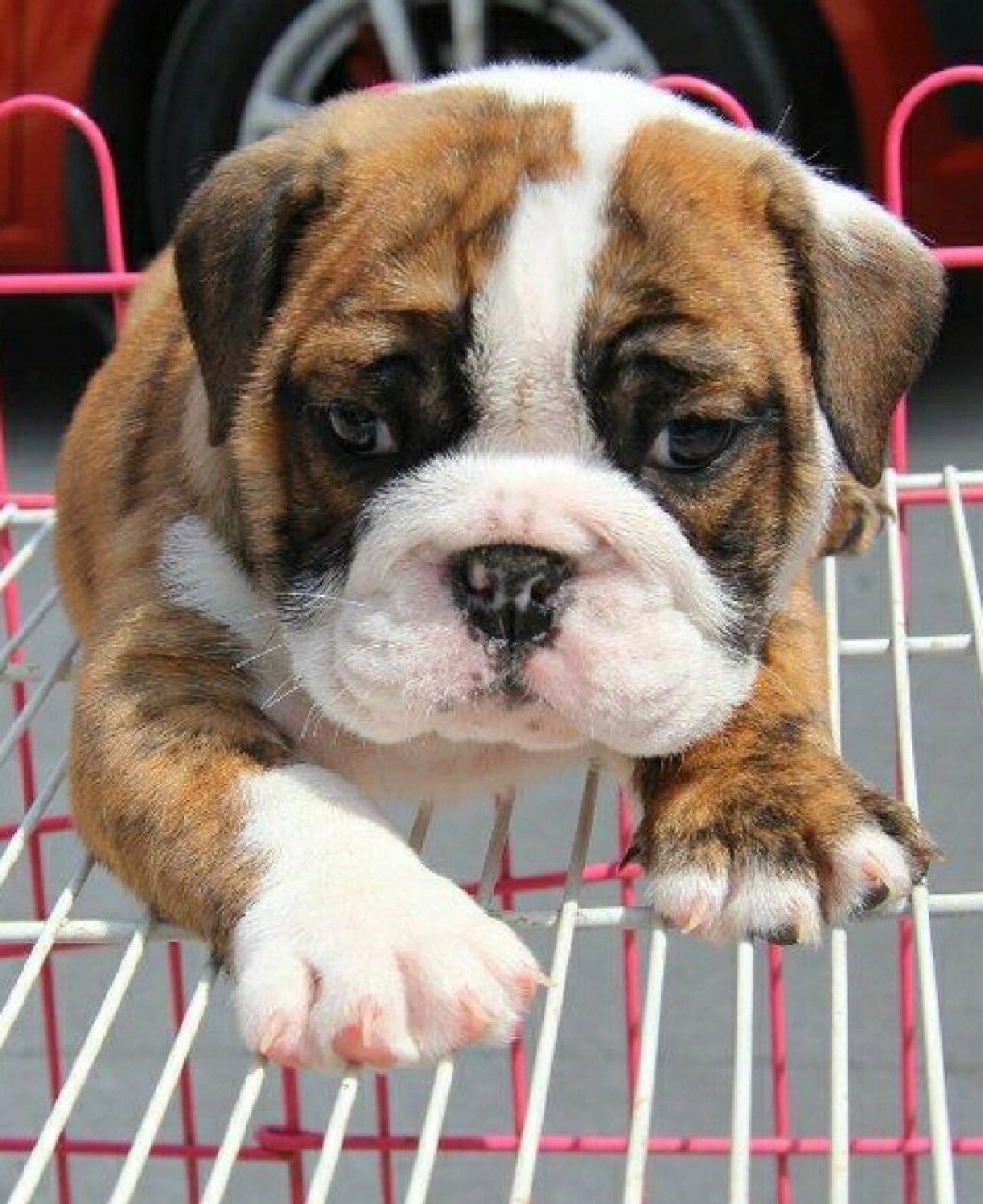 纯种英国斗牛犬黄白花英牛幼犬活体血统虎斑英斗幼崽短毛宠物狗狗