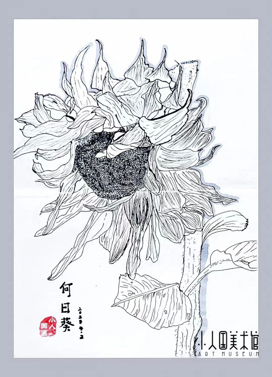 向日葵线描写生 向阳而生 观察 归纳 表现