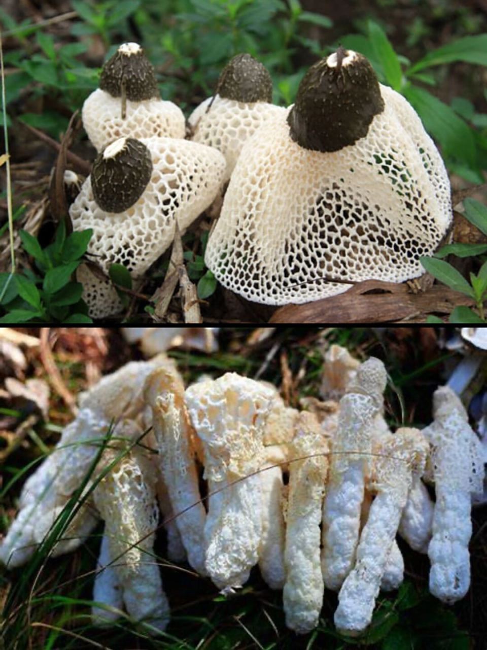 7215中文名:红托竹荪 拉丁学名:phallus rubrovolvatus 目:鬼笔目