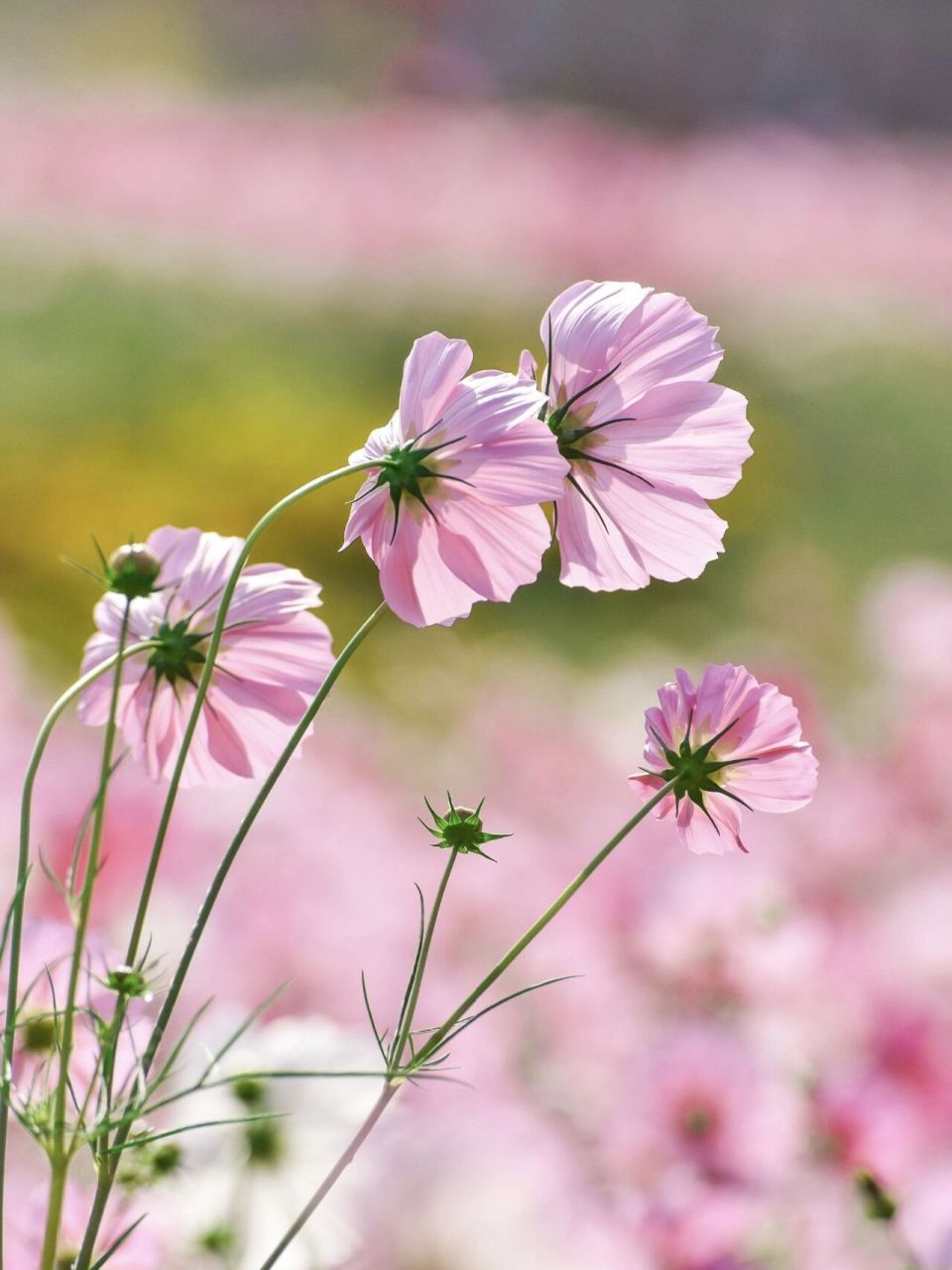 96 格桑花是来自西藏的祝福,在广袤的高原,离天最近的地方,一朵朵紫