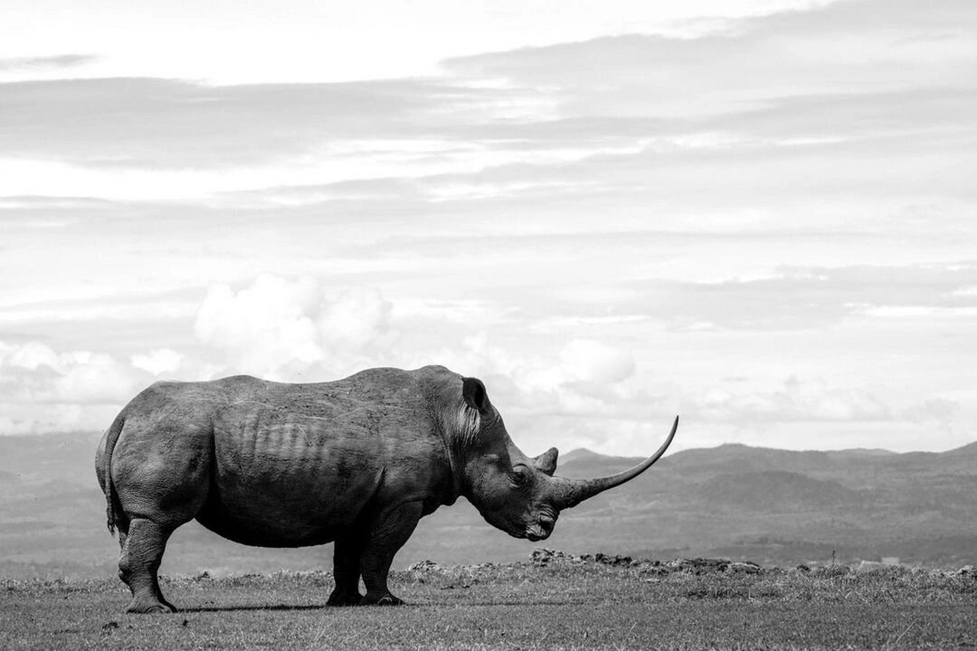 非洲犀牛(rhinos)的角 摄影: 肯尼亚是非洲犀牛数量