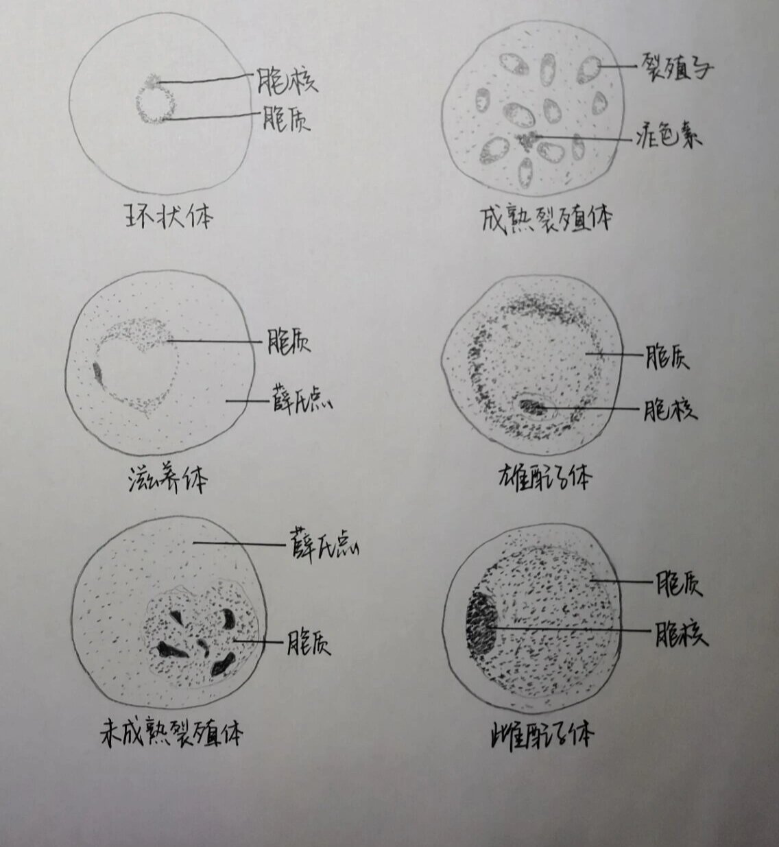 间日疟原虫红内期图片