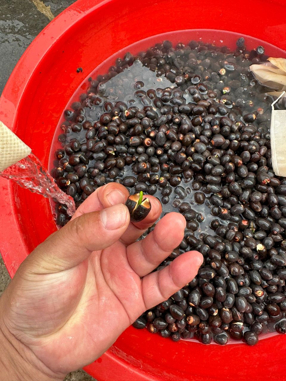 莲花种子培育方法 教大家种莲子培育种植方法: 采摘的莲子种子以饱满
