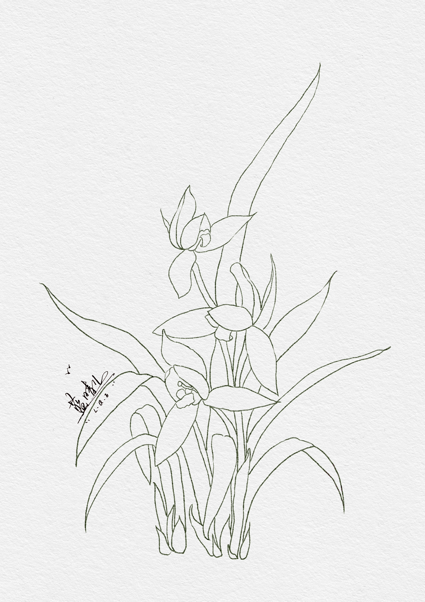 水彩兰花(附过程线稿