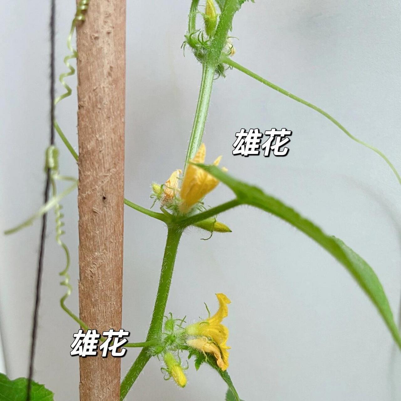 雄蕊和雌蕊图片