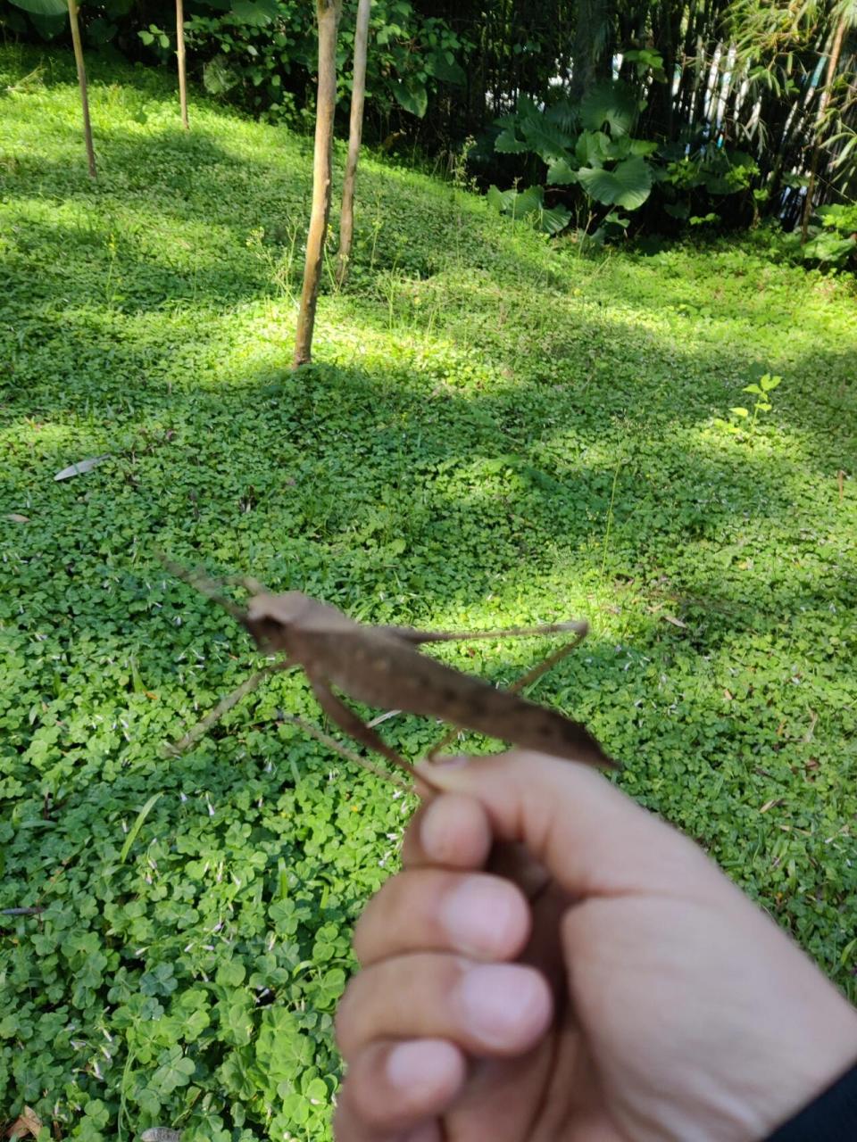 土蚂蚱吐口水的照片图片