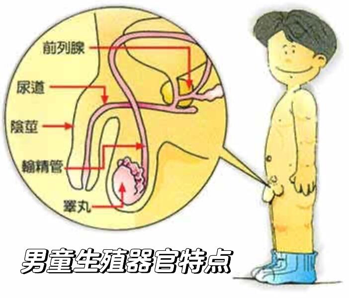 男童生殖器官特点6015