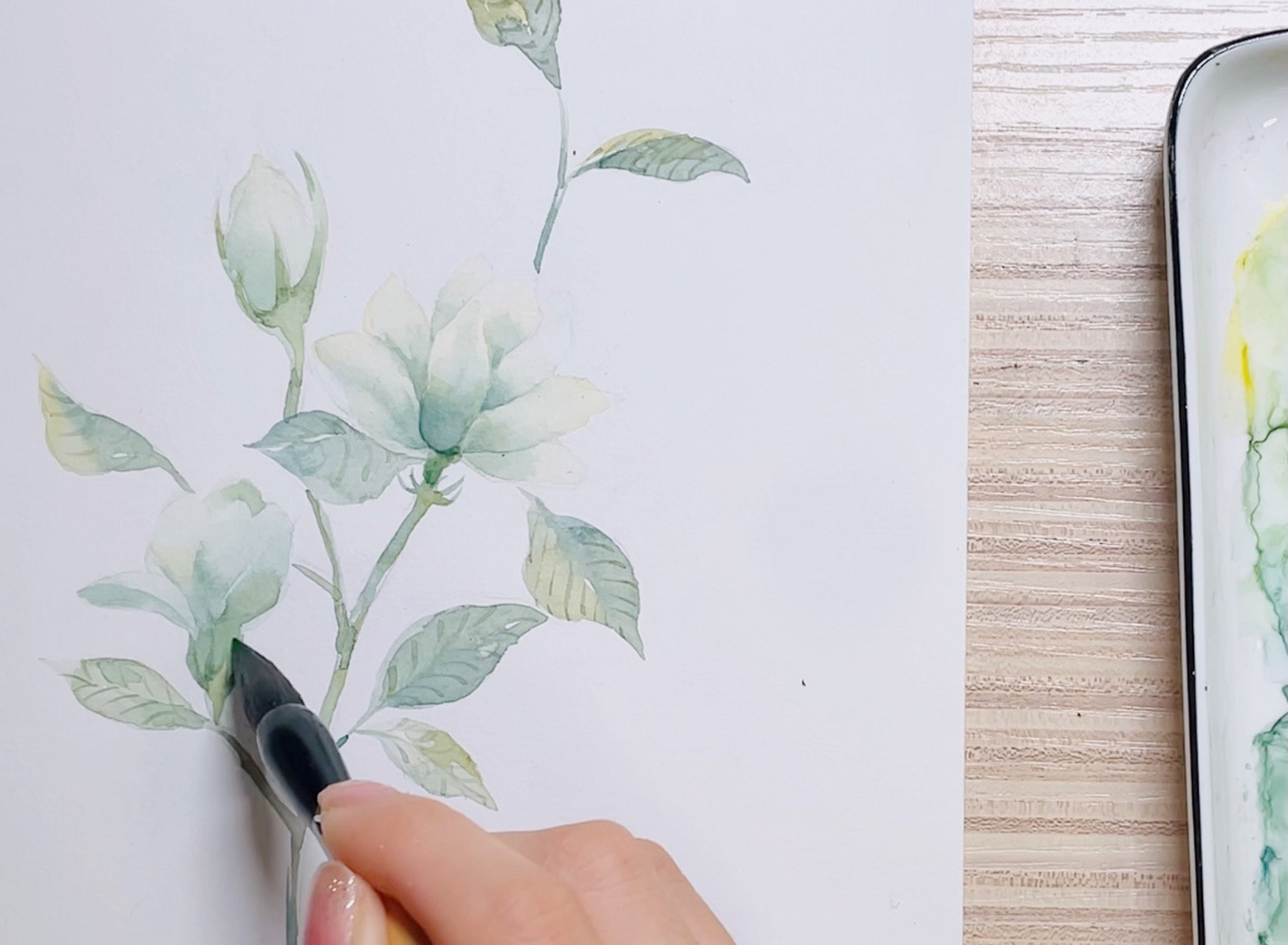 原创水彩花卉|白乎乎香喷喷的茉莉 很喜欢茉莉花清幽的样子和味道