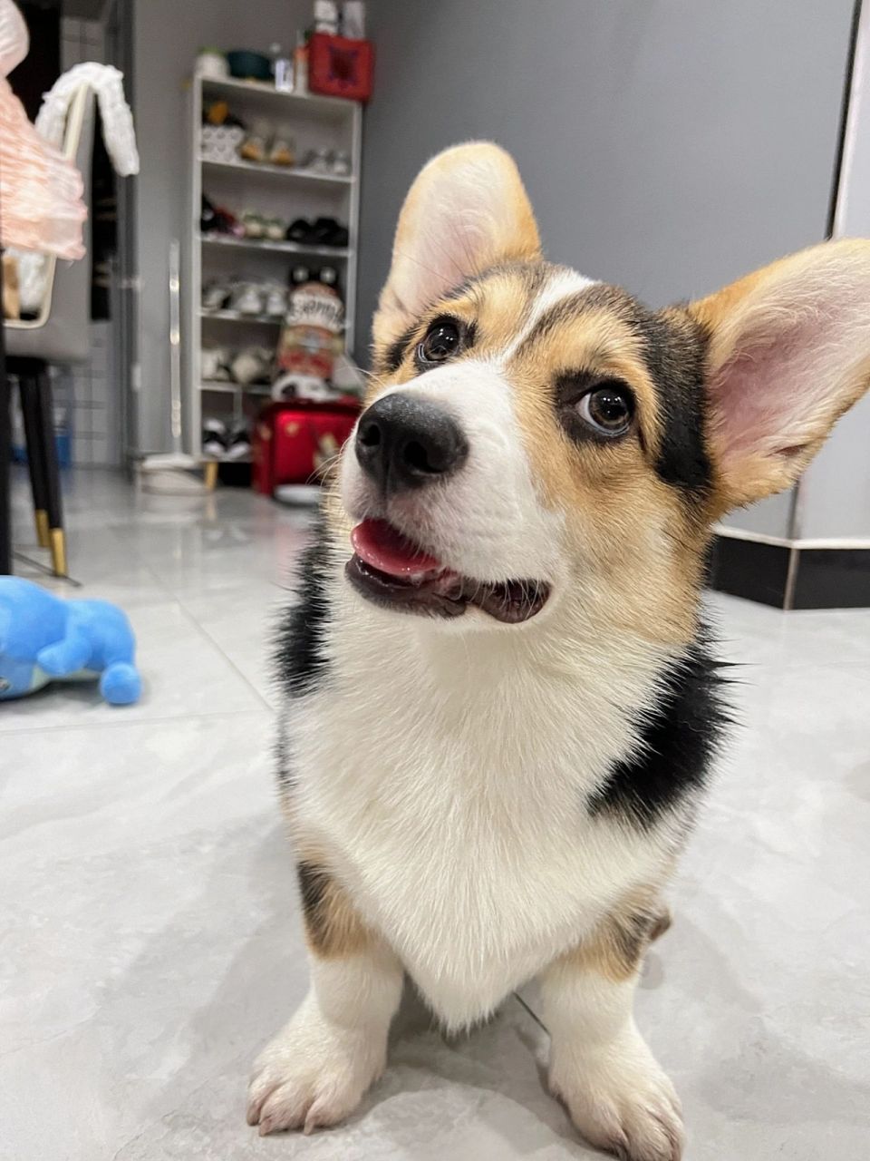 柯基犬|三色基 推给喜欢柯基的姐妹们