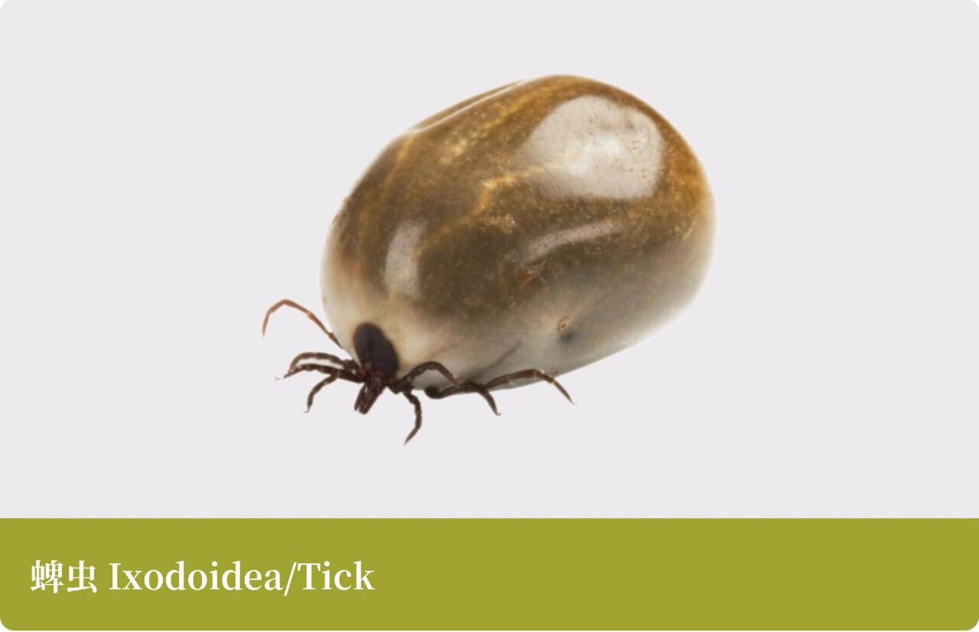 「识虫图鉴」蜱虫 蜱虫 	 科属:蜱总科 学名:蜱虫 	 形态特征及描述
