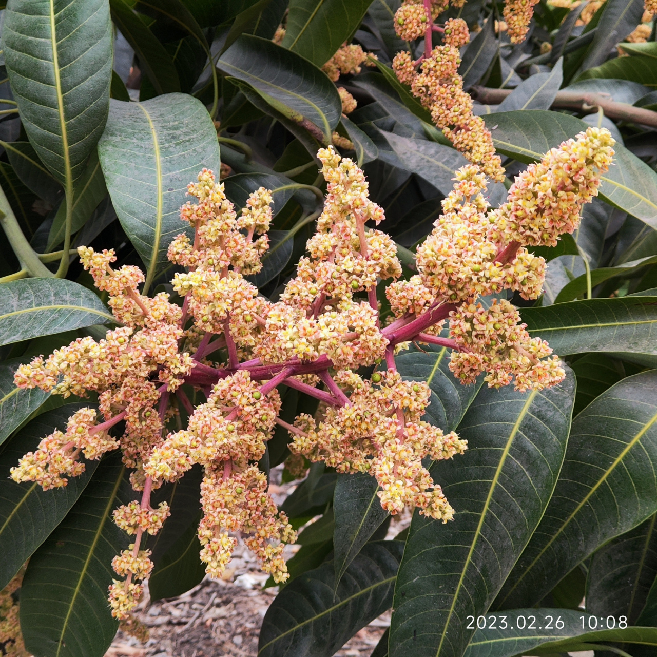 見過芒果開花是啥樣的嗎?分享一下[三哈]