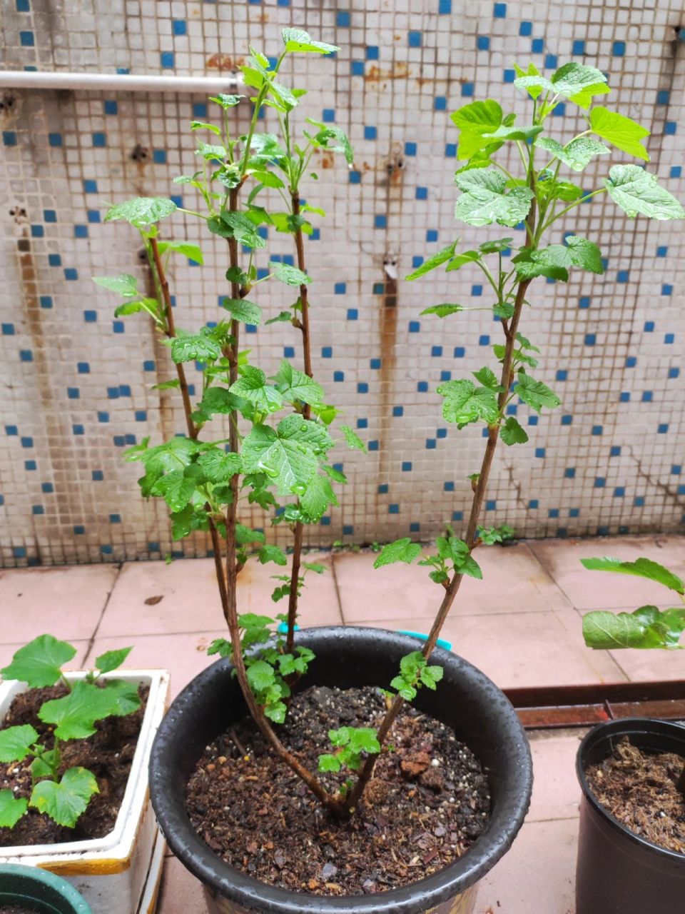 8的黑加仑已经长出超多叶子也开始开花结果了 种植的过程真的太治愈了