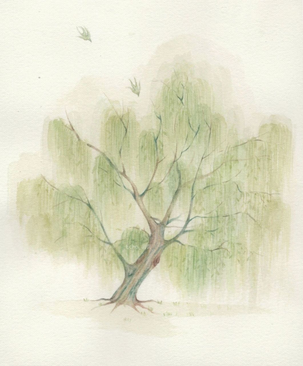 柳树画法 水彩图片