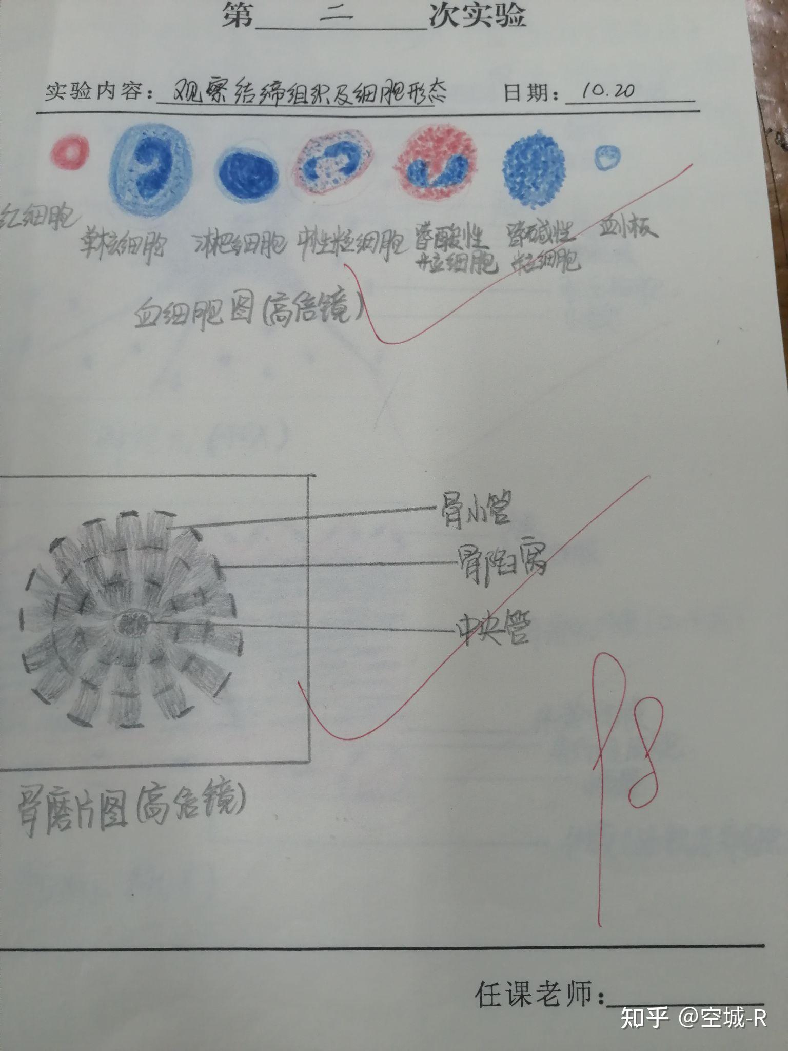 组胚手绘图创意图片