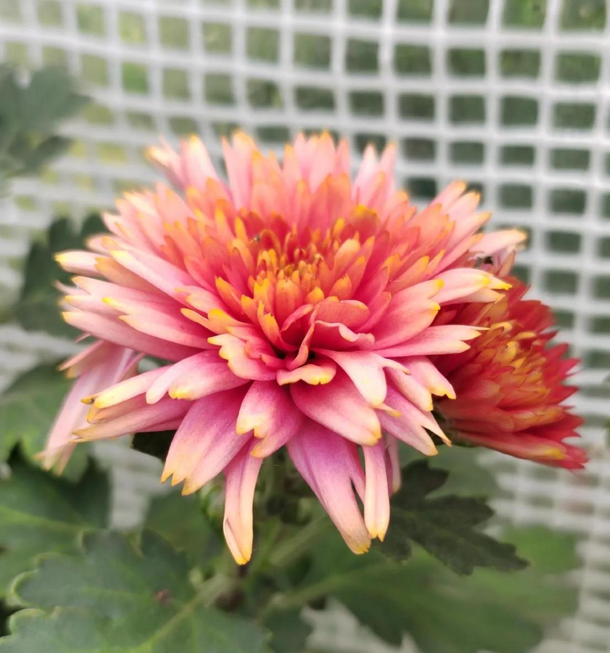 分享你手机花花草草照片今日花事,水仙情郎又开花了,我发现这水仙情郎