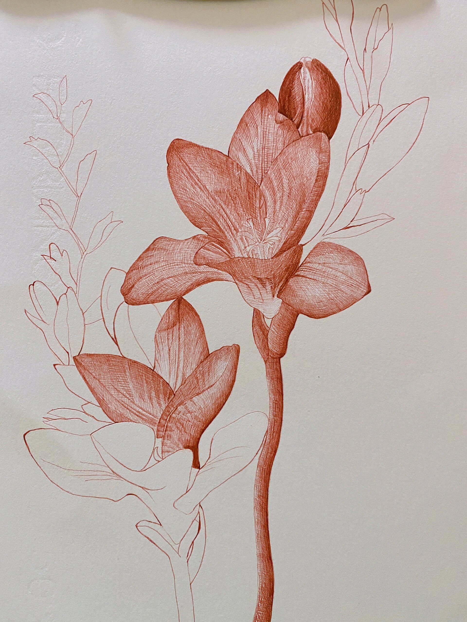 香雪兰|小苍兰|水彩花卉 业余时间完成