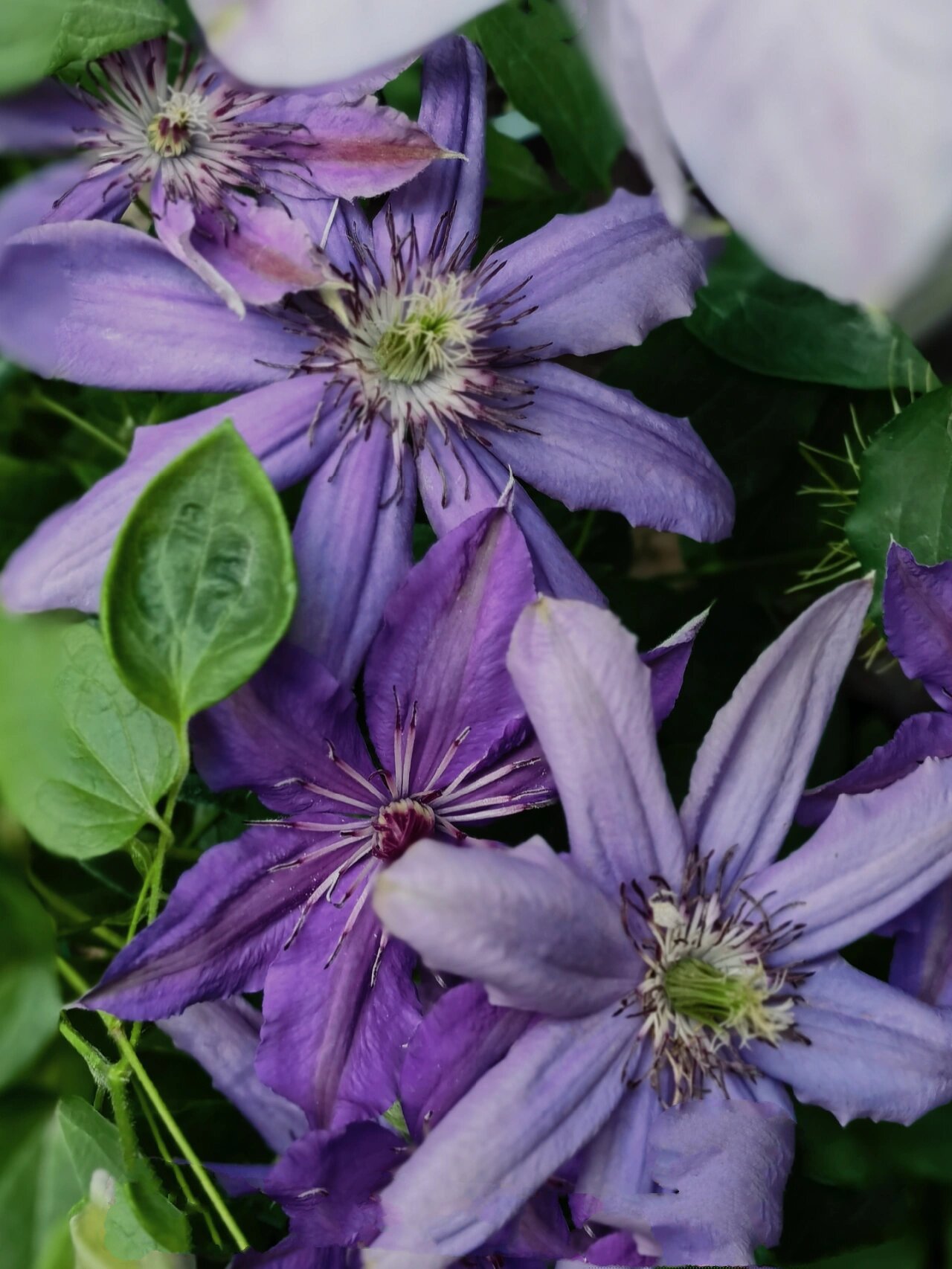 铁线莲~塞尚 去年五一花友给的一棵一加仑苗,因为我很少管理它,所以