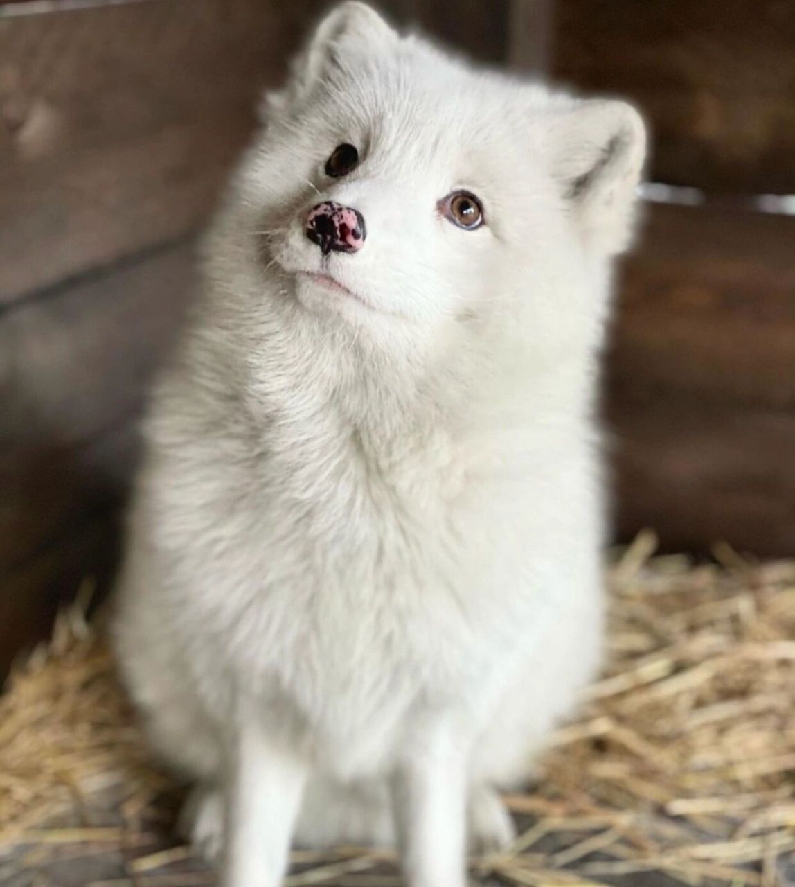 7215市面上叫"雪狐"的有两种 一种是"北极白狐" 一种是"影狐"