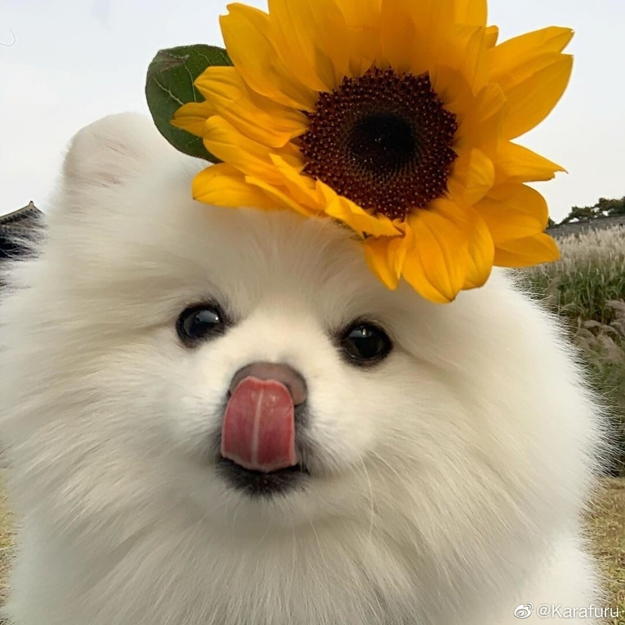 小狗狗头像98/可爱宠物/治愈甜宝99 宠物真的是治愈心情的良药