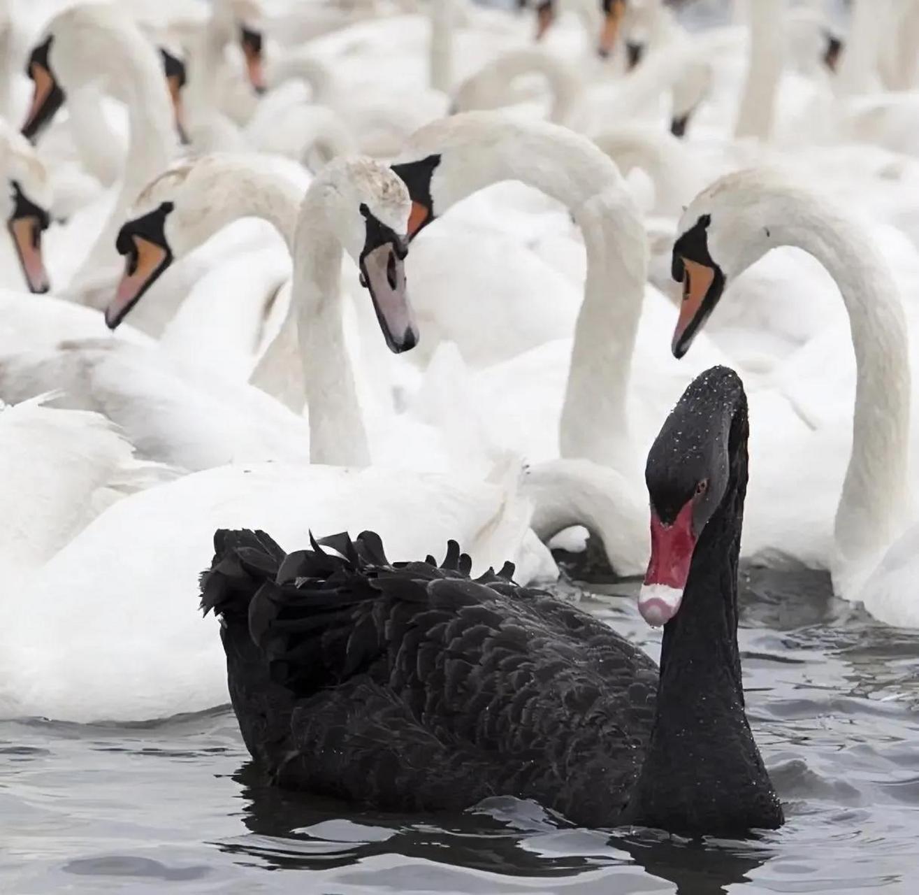 黑天鹅事件指的是指某个领域或市场不可预见和罕见的重大事件,这些