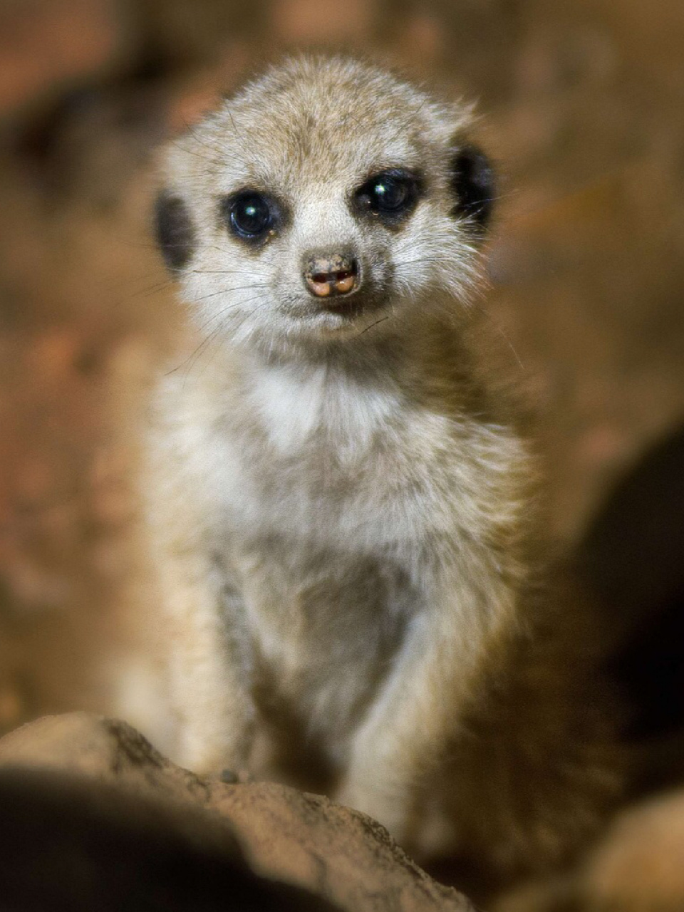 每天陪孩子一起瞧动物98(day44) 96名称:狐獴 96别名:细尾獴,灰