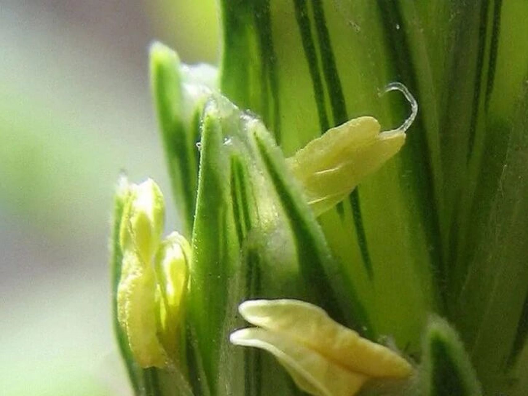 每日一花|小麦花 小麦花:小麦的花排列为复穗状花序,通常称作麦穗