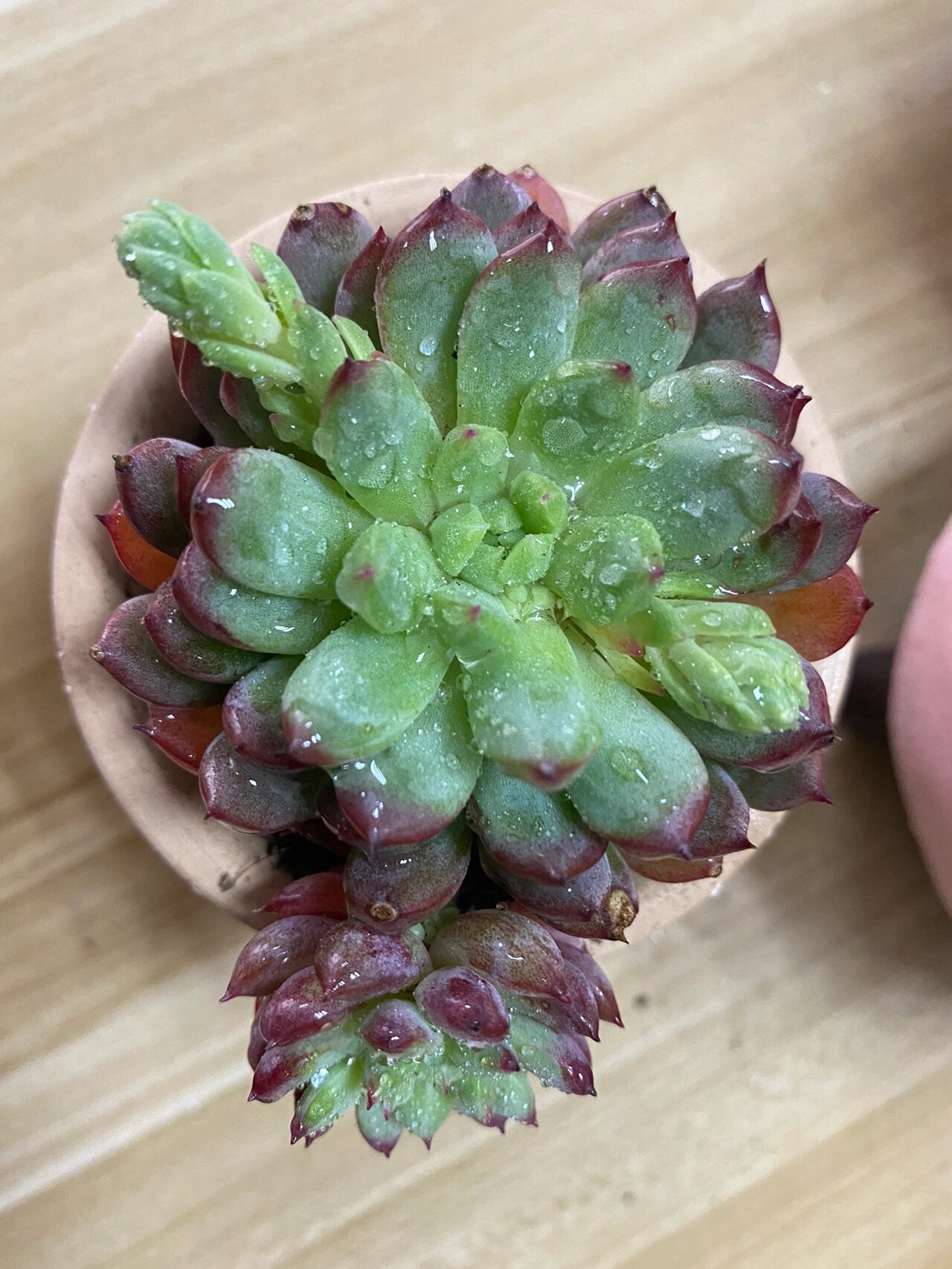 多肉植物小知识:蓝苹果 景天科拟石莲花属多肉植物 别名:蓝精灵,蓝之